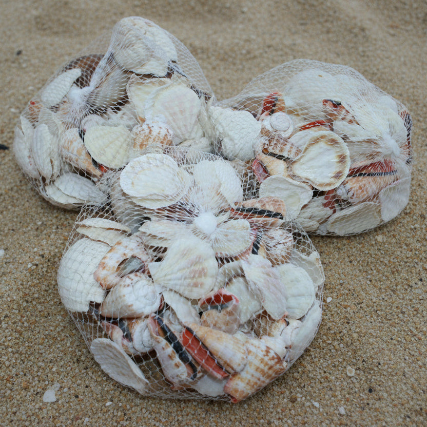 Shells Large mixed pack