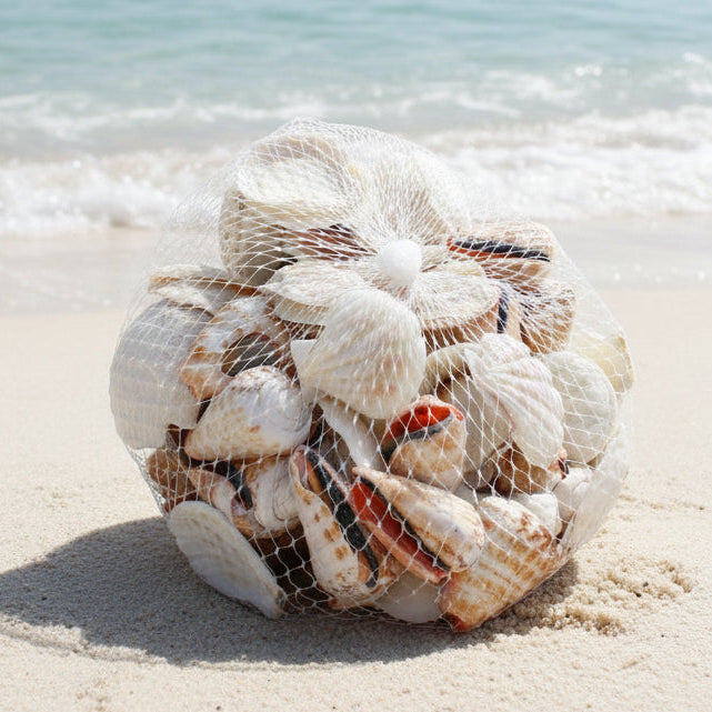 Shells Large mixed pack