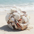 Shells Large mixed pack