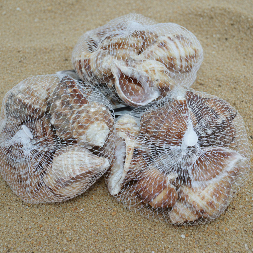 Shells Dark Coloured  Mixed