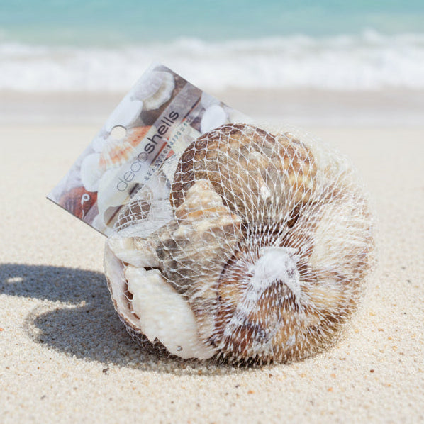 Shells Dark Coloured  Mixed