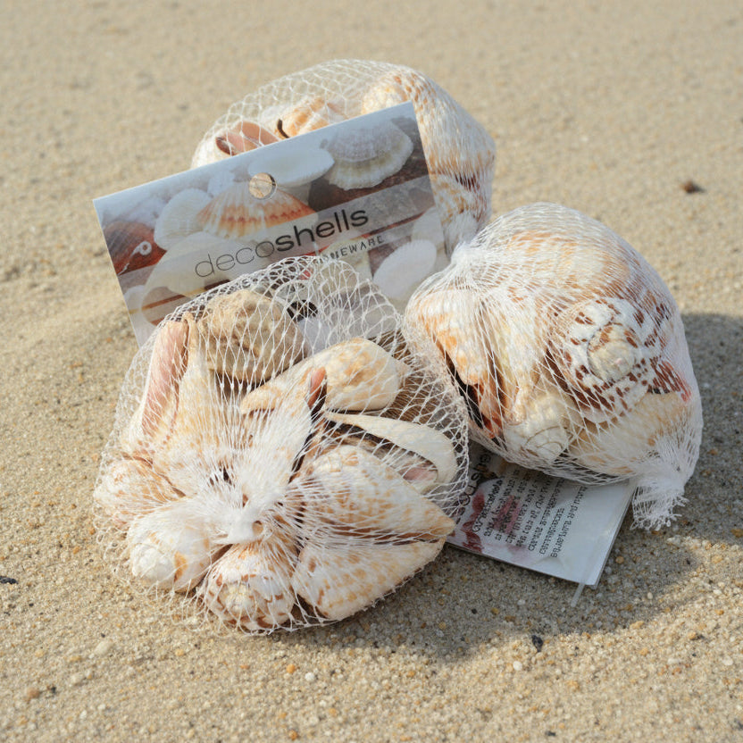 Shells Light Coloured Mixed