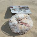 Shells Light Coloured Mixed